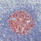 CDw75 antibody, LS-C87685, Lifespan Biosciences, Immunohistochemistry paraffin image 