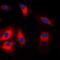 Heat Shock Protein Family A (Hsp70) Member 5 antibody, orb214060, Biorbyt, Immunofluorescence image 