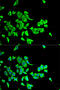 Serpinb1 antibody, A04491, Boster Biological Technology, Immunofluorescence image 