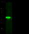 NF-kappa-B inhibitor alpha antibody, 12045-RP02, Sino Biological, Western Blot image 