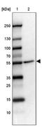 FAD Dependent Oxidoreductase Domain Containing 1 antibody, NBP2-14025, Novus Biologicals, Western Blot image 
