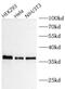 Annexin A5 antibody, FNab00437, FineTest, Western Blot image 