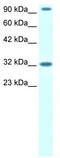 Protein capicua homolog antibody, TA330573, Origene, Western Blot image 
