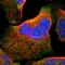 Ring Finger Protein 149 antibody, HPA011424, Atlas Antibodies, Immunofluorescence image 