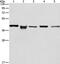 Isocitrate Dehydrogenase (NAD(+)) 3 Beta antibody, PA5-50336, Invitrogen Antibodies, Western Blot image 