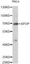PCIF1 antibody, abx126631, Abbexa, Western Blot image 