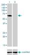 Golgi Associated, Gamma Adaptin Ear Containing, ARF Binding Protein 1 antibody, H00026088-M02, Novus Biologicals, Western Blot image 