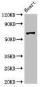 Pescadillo homolog antibody, LS-C678992, Lifespan Biosciences, Western Blot image 