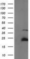 SSX Family Member 1 antibody, CF502730, Origene, Western Blot image 