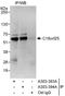 Chromosome 18 Open Reading Frame 25 antibody, A303-393A, Bethyl Labs, Immunoprecipitation image 