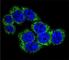 Delta Like Canonical Notch Ligand 3 antibody, F51660-0.4ML, NSJ Bioreagents, Immunohistochemistry frozen image 