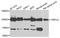 Short transient receptor potential channel 3 antibody, STJ110053, St John