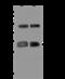 GPN-Loop GTPase 3 antibody, 201814-T40, Sino Biological, Western Blot image 
