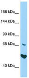 AT-Hook Transcription Factor antibody, TA337963, Origene, Western Blot image 