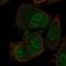 Nucleic Acid Binding Protein 1 antibody, HPA067802, Atlas Antibodies, Immunocytochemistry image 