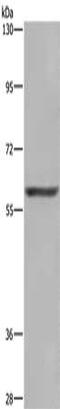 Glutaminase antibody, CSB-PA969762, Cusabio, Western Blot image 