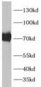 Disintegrin and metalloproteinase domain-containing protein 19 antibody, FNab00140, FineTest, Western Blot image 