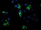 NADH-cytochrome b5 reductase 1 antibody, LS-C173861, Lifespan Biosciences, Immunofluorescence image 