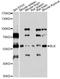 BLK Proto-Oncogene, Src Family Tyrosine Kinase antibody, STJ29563, St John