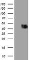 Programmed Cell Death 1 antibody, TA807207, Origene, Western Blot image 