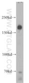 Cortactin-binding protein 2 antibody, 17893-1-AP, Proteintech Group, Western Blot image 