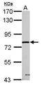 Peptidylprolyl Isomerase Domain And WD Repeat Containing 1 antibody, GTX123517, GeneTex, Western Blot image 