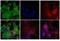 Mouse IgG (H+L) antibody, A24519, Invitrogen Antibodies, Immunofluorescence image 