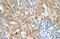 Coiled-Coil Domain Containing 112 antibody, 31-367, ProSci, Immunohistochemistry frozen image 