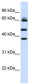 F-box/LRR-repeat protein 3 antibody, TA329814, Origene, Western Blot image 