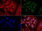 Mitochondrial Ribosomal Protein S34 antibody, LS-C796778, Lifespan Biosciences, Immunofluorescence image 