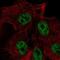 Solute Carrier Family 22 Member 18 Antisense antibody, NBP2-39093, Novus Biologicals, Immunofluorescence image 
