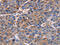 Nucleophosmin/Nucleoplasmin 3 antibody, CSB-PA049852, Cusabio, Immunohistochemistry frozen image 