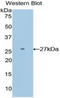 DIX Domain Containing 1 antibody, LS-C293702, Lifespan Biosciences, Western Blot image 