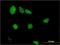 LIM Domains Containing 1 antibody, H00008994-M01, Novus Biologicals, Immunocytochemistry image 