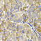 MAGE Family Member D1 antibody, 13-858, ProSci, Immunohistochemistry frozen image 