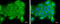 Phosphatidylinositol 4-Kinase Alpha antibody, GTX107441, GeneTex, Immunocytochemistry image 
