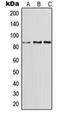 LRP-1 antibody, orb214203, Biorbyt, Western Blot image 
