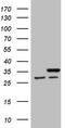 Small Nuclear Ribonucleoprotein Polypeptide B2 antibody, LS-C791475, Lifespan Biosciences, Western Blot image 