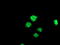 Lipoprotein Lipase antibody, TA503810, Origene, Immunofluorescence image 