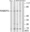 Rabaptin, RAB GTPase Binding Effector Protein 2 antibody, abx014768, Abbexa, Western Blot image 