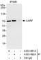 CaRF antibody, A303-861A, Bethyl Labs, Immunoprecipitation image 