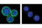 Phosphatidylinositol-3,4,5-trisphosphate 5-phosphatase 1 antibody, 2727S, Cell Signaling Technology, Immunofluorescence image 