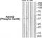 Annexin A2 antibody, TA326061, Origene, Western Blot image 