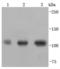 PPARG Coactivator 1 Beta antibody, A02933, Boster Biological Technology, Western Blot image 
