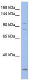 Potassium Voltage-Gated Channel Subfamily Q Member 5 antibody, TA331467, Origene, Western Blot image 
