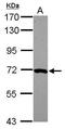Monooxygenase DBH Like 1 antibody, GTX119649, GeneTex, Western Blot image 