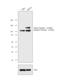 Nicastrin antibody, GTX23444, GeneTex, Western Blot image 