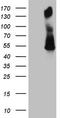 B7-DC antibody, TA808968S, Origene, Western Blot image 