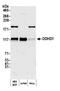 DDHD Domain Containing 1 antibody, A305-756A-M, Bethyl Labs, Western Blot image 