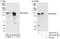 Cingulin antibody, A303-327A, Bethyl Labs, Immunoprecipitation image 
